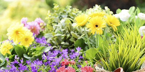 Flowerpot, Plant, Flower, Petal, Purple, Flowering plant, Botany, Garden, Floristry, Lavender, 