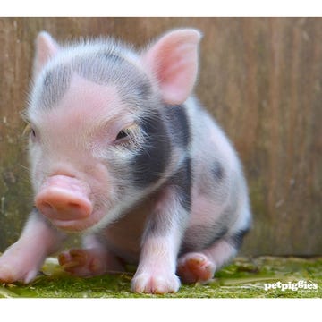 Grass, Skin, Pink, Domestic pig, Suidae, Snout, Iris, Terrestrial animal, Livestock, Fawn, 