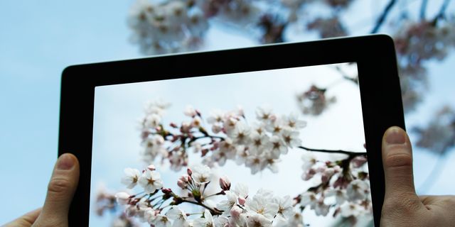 Finger, Petal, Branch, Flower, Photograph, White, Blossom, Display device, Colorfulness, Botany, 