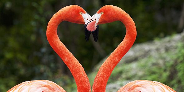 Organism, Flamingo, Beak, Bird, Natural landscape, Red, Orange, Greater flamingo, Pink, Summer, 