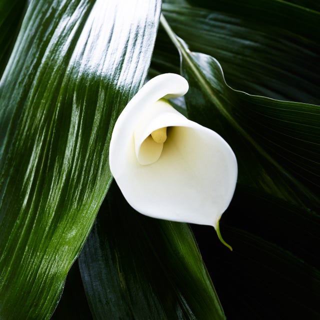 Flower, Leaf, White, Petal, giant white arum lily, Flowering plant, Botany, Terrestrial plant, Arum, Close-up, 