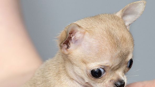 Baby Chihuahua