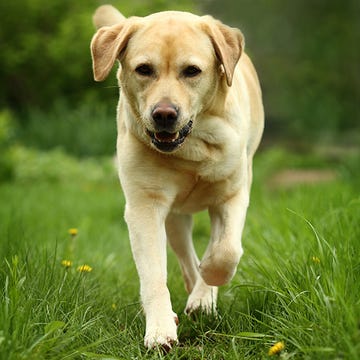 Dog, Mammal, Vertebrate, Dog breed, Canidae, Labrador retriever, Carnivore, Grass, Retriever, Companion dog, 