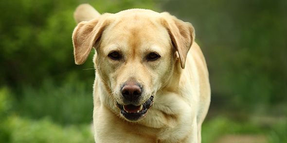 Dog, Mammal, Vertebrate, Dog breed, Canidae, Labrador retriever, Carnivore, Grass, Retriever, Companion dog, 