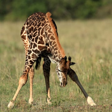 Giraffe, Giraffidae, Brown, Natural environment, Natural landscape, Organism, Vertebrate, Plant community, Mammal, Landscape, 