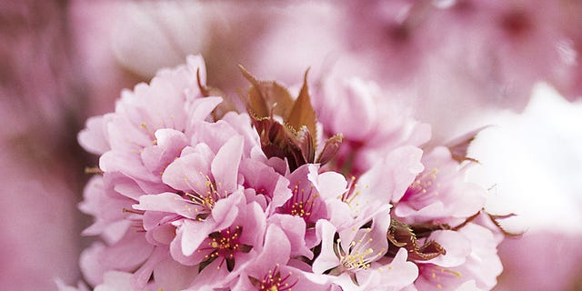 Petal, Flower, Colorfulness, Pink, Blossom, Botany, Flowering plant, Twig, Spring, Close-up, 