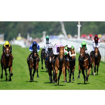 Jockey, Bridle, Horse, Halter, Animal sports, Rein, Horse tack, Horse supplies, Working animal, Sports, 