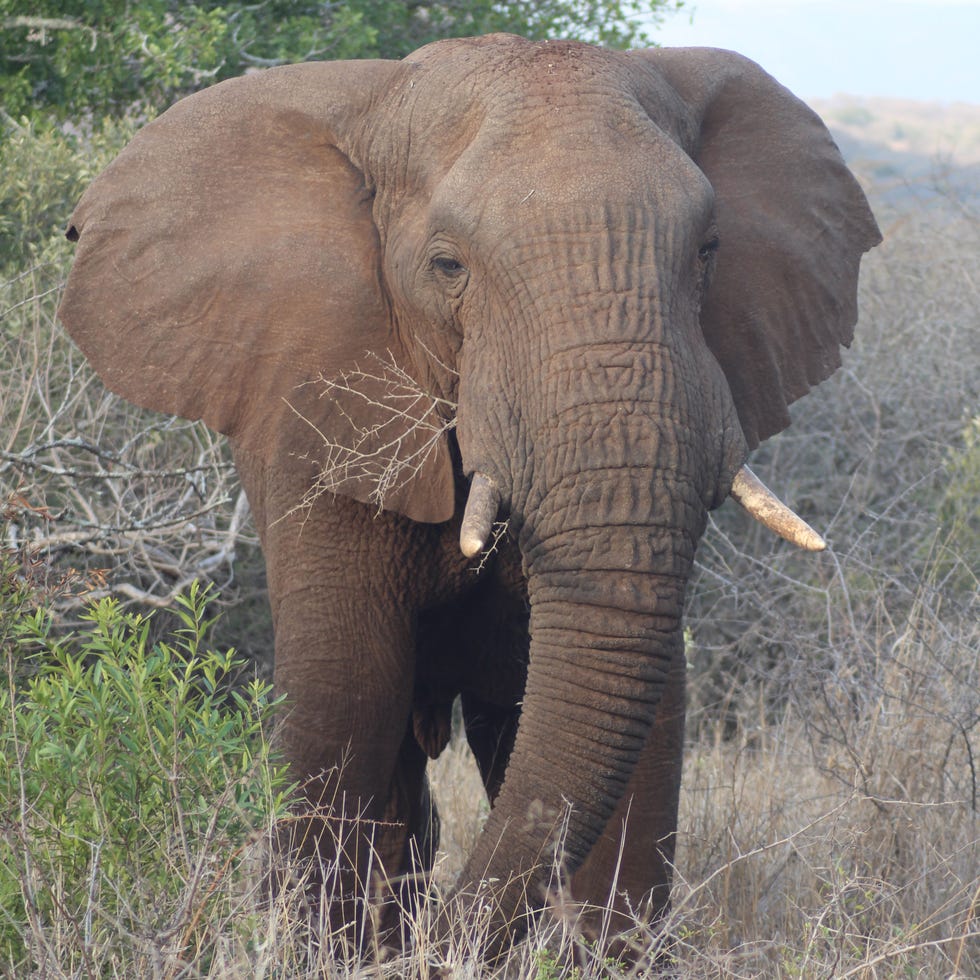 Elephant, Elephants and Mammoths, Organism, Natural environment, Skin, Natural landscape, Plant community, Terrestrial animal, Mammal, Nature reserve, 