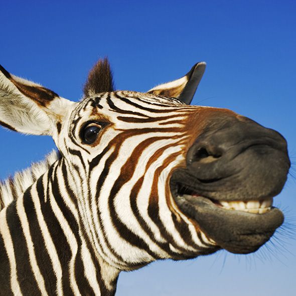 Zebra, Daytime, Vertebrate, Terrestrial animal, Jaw, Adaptation, Snout, Neck, Azure, Wildlife, 