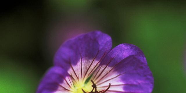 Petal, Plant, Flower, Purple, Violet, Flowering plant, Botany, Colorfulness, Lavender, Macro photography, 