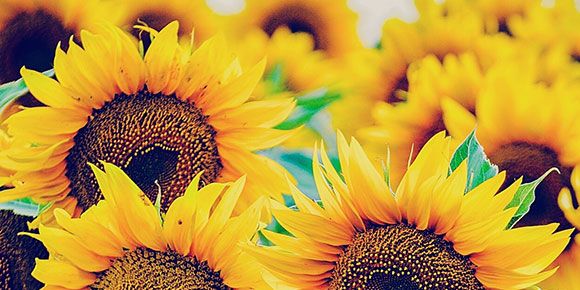 Sunflower, Daytime, Yellow, Petal, Flower, Plantation, Close-up, Pollen, Annual plant, sunflower, 