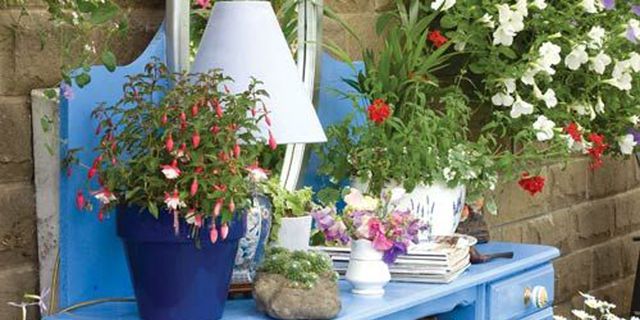 Blue, Flowerpot, Plant, Flower, Majorelle blue, Interior design, Azure, Shrub, Houseplant, Floristry, 