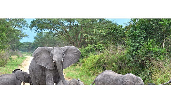 Elephant, Elephants and Mammoths, Natural landscape, Organism, Vertebrate, Terrestrial animal, Plant community, Nature reserve, Landscape, Working animal, Elephant, Elephants and Mammoths, Natural landscape, Organism, Vertebrate, Terrestrial animal, Plant community, Nature reserve, Landscape, Working animal,