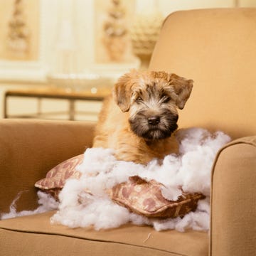 Dog breed, Dog, Carnivore, Working animal, Companion dog, Couch, Pet supply, Beige, Fawn, Sporting Group, 