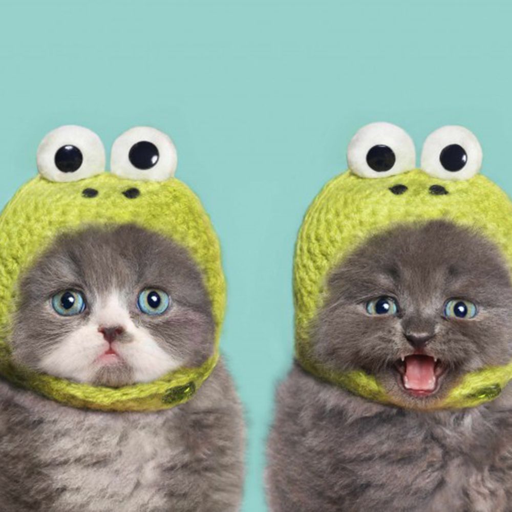 12 things you only know if you're a crazy cat lady