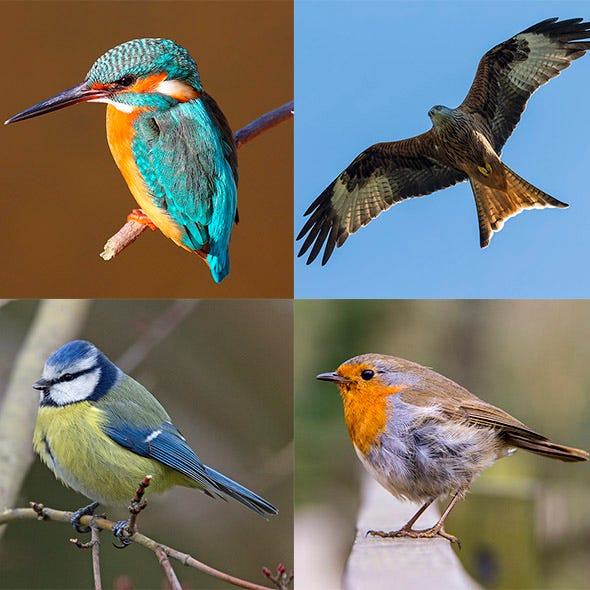 Blue, Bird, Vertebrate, Yellow, Organism, Beak, Wing, Feather, Adaptation, Tail, 