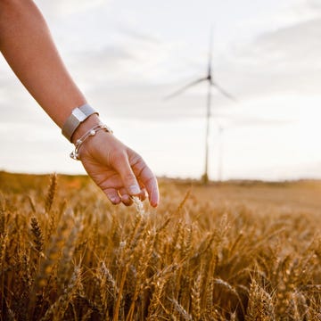 Hand, Agriculture, Field, Wrist, Wind turbine, Fashion accessory, People in nature, Windmill, Flowering plant, Khorasan wheat, Hand, Agriculture, Field, Wrist, Wind turbine, Fashion accessory, People in nature, Windmill, Flowering plant, Khorasan wheat,