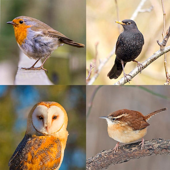Organism, Owl, Branch, Barn owl, Bird, Brown, Yellow, Vertebrate, Beak, Adaptation, 