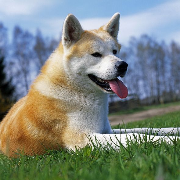 how to keep grass healthy with dogs