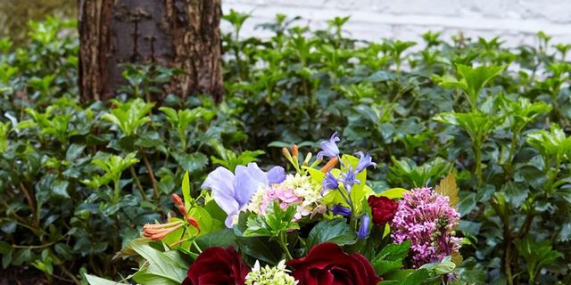 Petal, Plant, Flower, Bouquet, Cut flowers, Flowering plant, Shrub, Purple, Groundcover, Flower Arranging, 