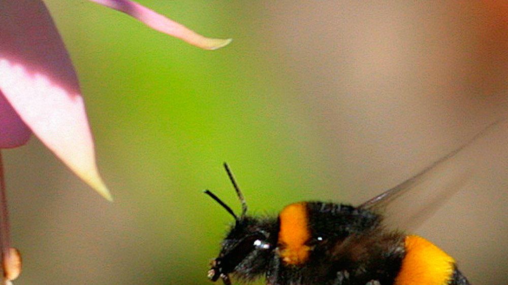This simple trick could help you to save an endangered bumble bee