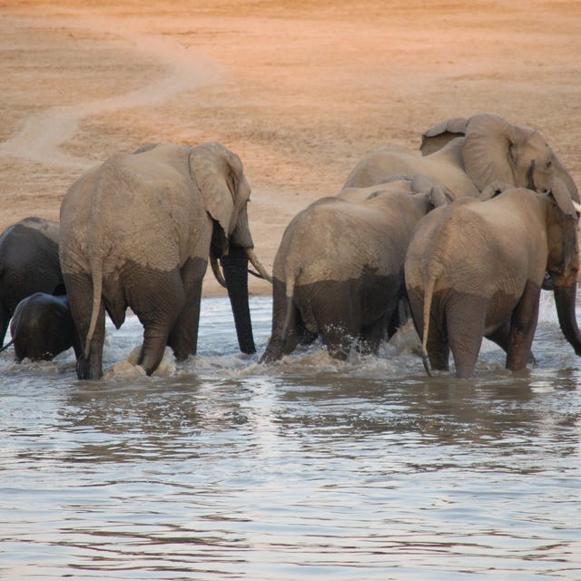 Elephant, Elephants and Mammoths, Natural landscape, Vertebrate, Water resources, Water, Terrestrial animal, Nature reserve, Adaptation, Wildlife, 