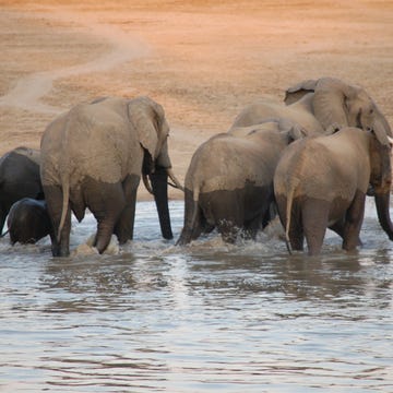 Elephant, Elephants and Mammoths, Natural landscape, Vertebrate, Water resources, Water, Terrestrial animal, Nature reserve, Adaptation, Wildlife, Elephant, Elephants and Mammoths, Natural landscape, Vertebrate, Water resources, Water, Terrestrial animal, Nature reserve, Adaptation, Wildlife,