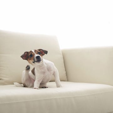 Brown, Dog breed, Dog, Carnivore, Couch, Beige, Working animal, Liver, Linens, Terrestrial animal, 