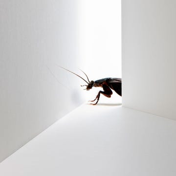 Invertebrate, Insect, Pest, Arthropod, Line, Amber, Carmine, Grey, Tan, Parasite, 