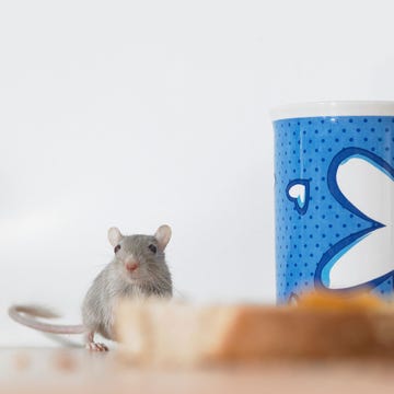 Skin, Pest, Rat, Rodent, Snout, Iris, Mouse, Muroidea, Fawn, Beige, 