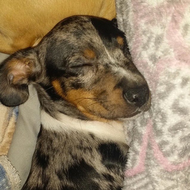Dog breed, Dog, Vertebrate, Carnivore, Snout, Pattern, Grey, Working animal, Companion dog, Fur, 