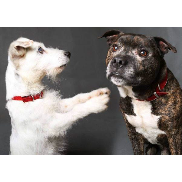 Dog breed, Dog, Carnivore, Mammal, Snout, Collar, Working animal, Companion dog, Sporting Group, Whiskers, 