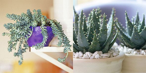 Blue, Plant, Green, Adaptation, Flowerpot, Interior design, Majorelle blue, Terrestrial plant, Botany, Shrub, 