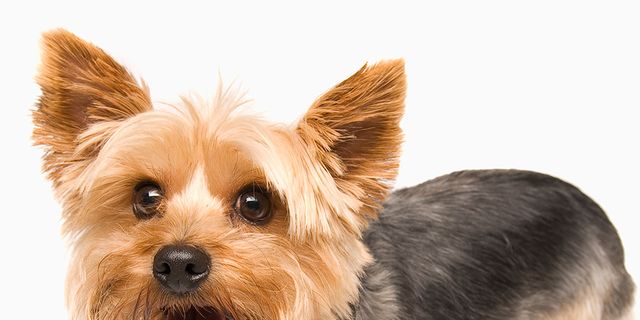 Dog breed, Skin, Dog, Vertebrate, Carnivore, Small terrier, Toy dog, Terrier, Snout, Puppy, 