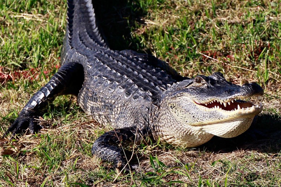 Crocodile, Nature, Crocodilia, Alligator, Organism, Reptile, Vertebrate, Terrestrial animal, Jaw, Nile crocodile, 