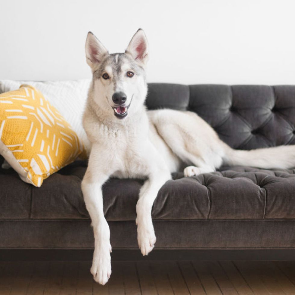 dog, white, couch, dog breed, furniture, carnivore, living room, grey, fur, canidae,