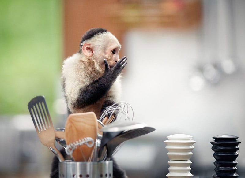 White-headed capuchin, Primate, Brush, Macaque, Snout, Razor, Still life photography, White-fronted capuchin, Indoor games and sports, Kitchen utensil, 