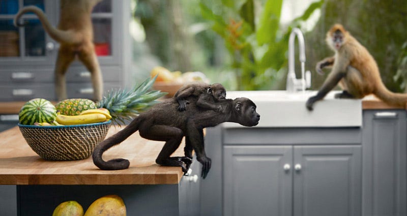 Organism, Vertebrate, Primate, Fruit, Vegan nutrition, Natural foods, Produce, Terrestrial animal, Whole food, Adaptation, 