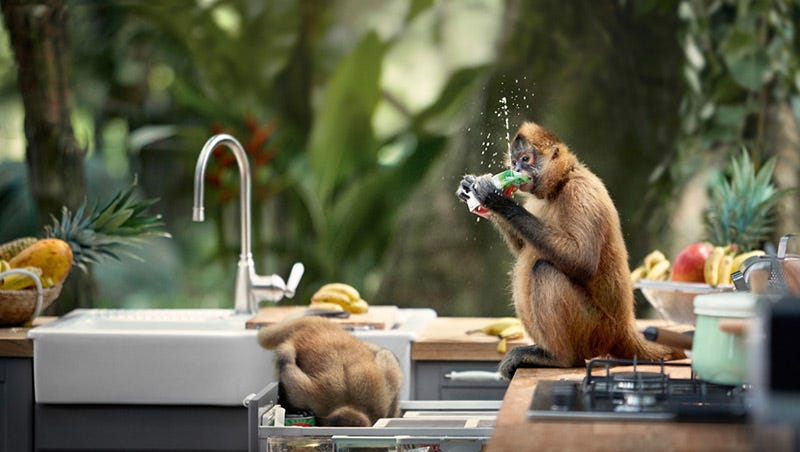 Vertebrate, Adaptation, Snout, Rodent, Squirrel, Terrestrial animal, Fur, Whiskers, Wildlife, Claw, 