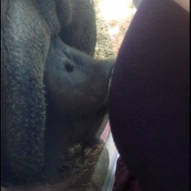Close-up, Working animal, 