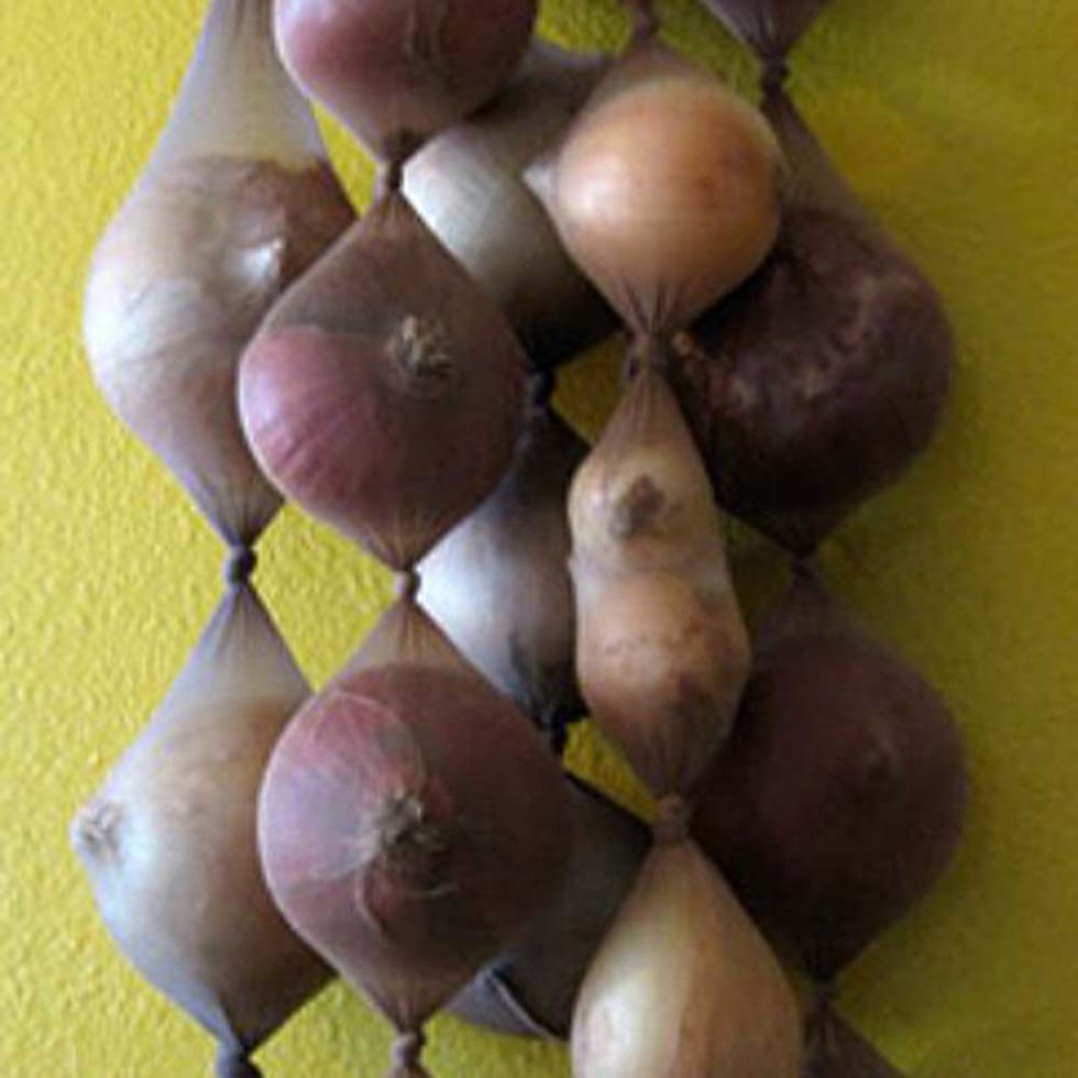Yellow, Organ, Violet, Bird, Snapshot, Whole food, 