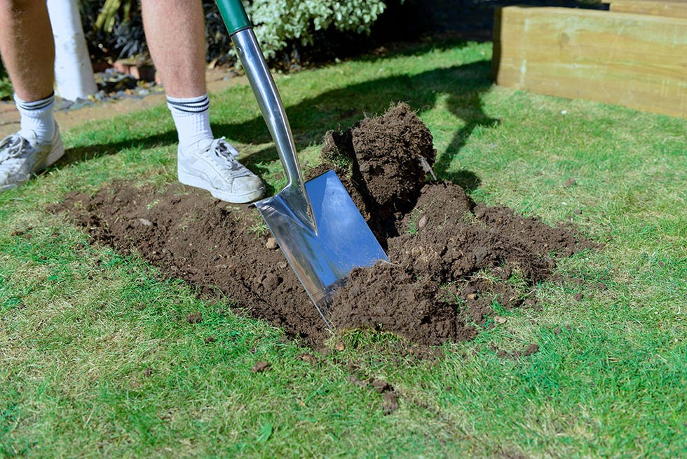 Grass, Soil, Shrub, Gardener, Sock, Groundcover, Compost, Calf, Garden, Lawn, 