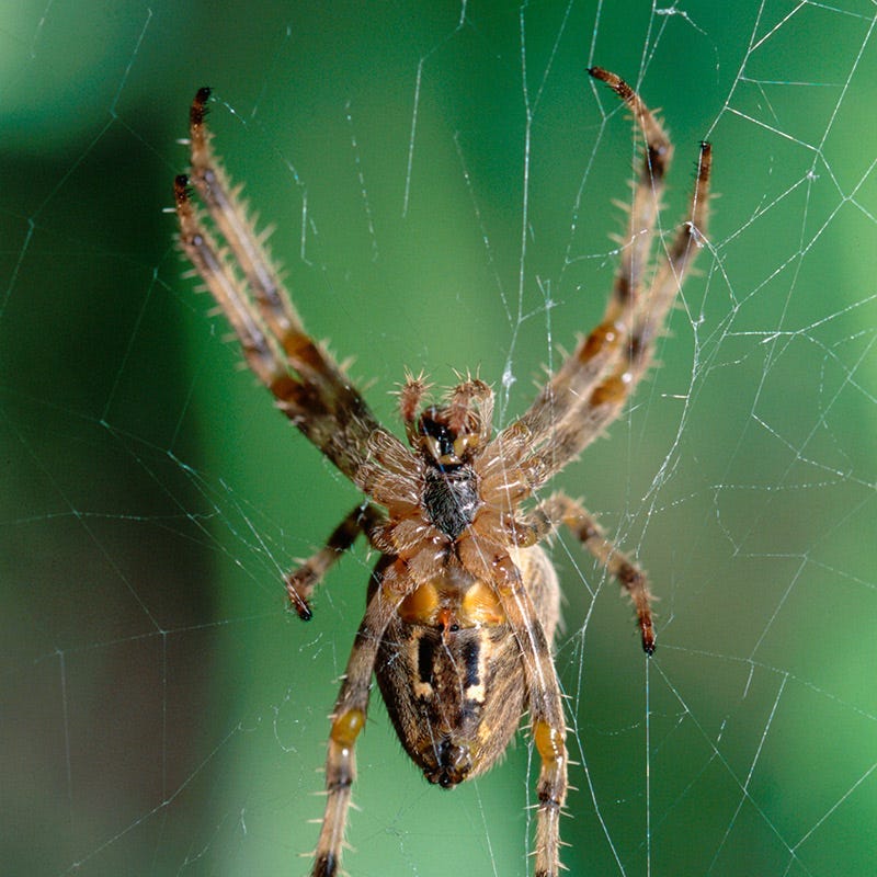 How to tell if there are any spiders in your bedroom