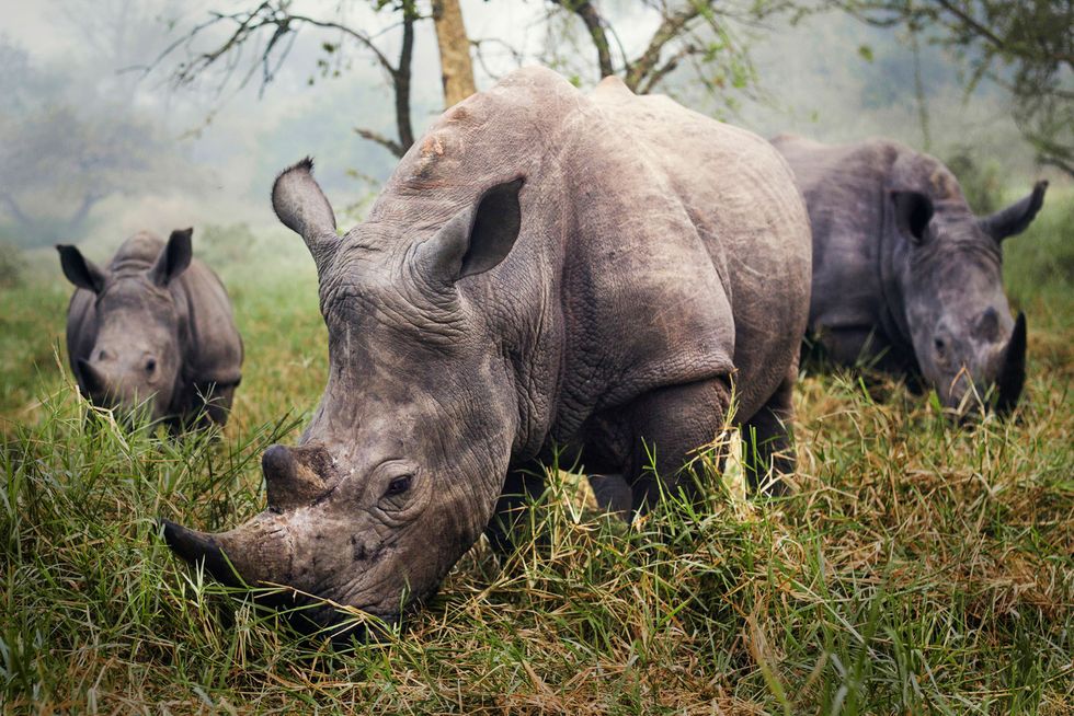 Rhinoceros, Skin, Organism, Vertebrate, Black rhinoceros, Terrestrial animal, Snout, White rhinoceros, Adaptation, Wildlife, 