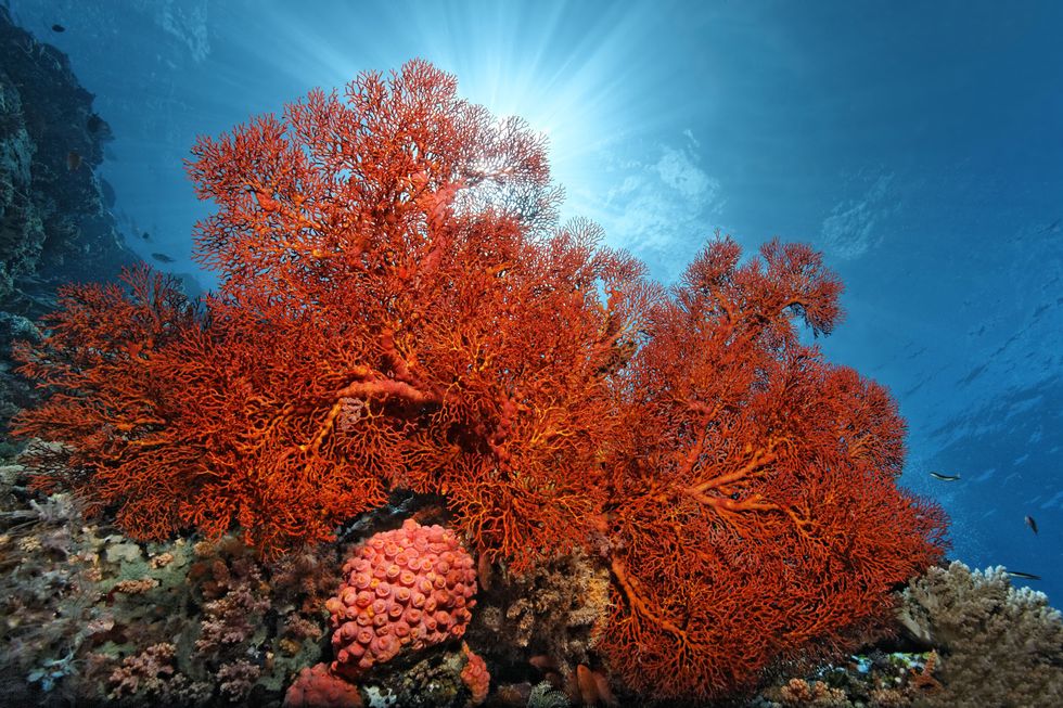 Organism, Natural environment, Colorfulness, Coral, Orange, Underwater, Coral reef, Biome, Stony coral, Algae, 
