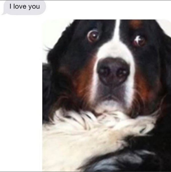 Brown, Dog breed, Dog, Carnivore, Bernese mountain dog, Snout, Iris, Terrestrial animal, Canidae, Companion dog, 
