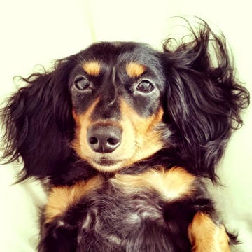 Brown, Dog breed, Dog, Carnivore, Iris, Snout, Sporting Group, Fur, Liver, Working animal, 