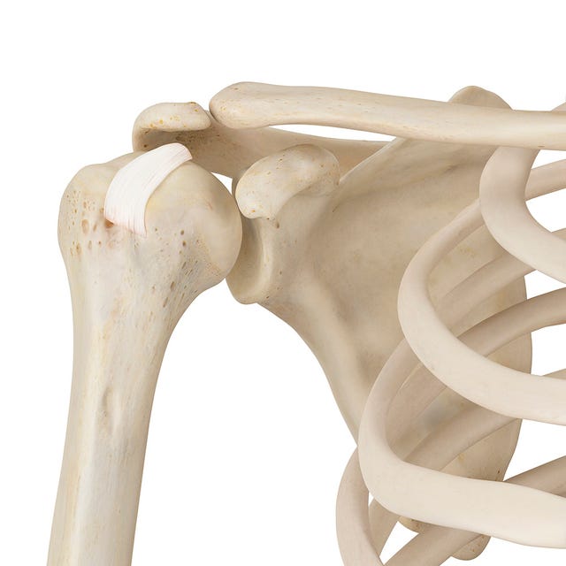 White, Beige, Natural material, Tooth, Bone, 
