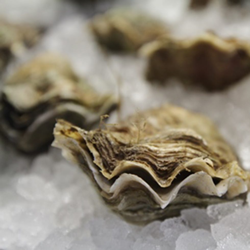 Natural material, Polyporales, 