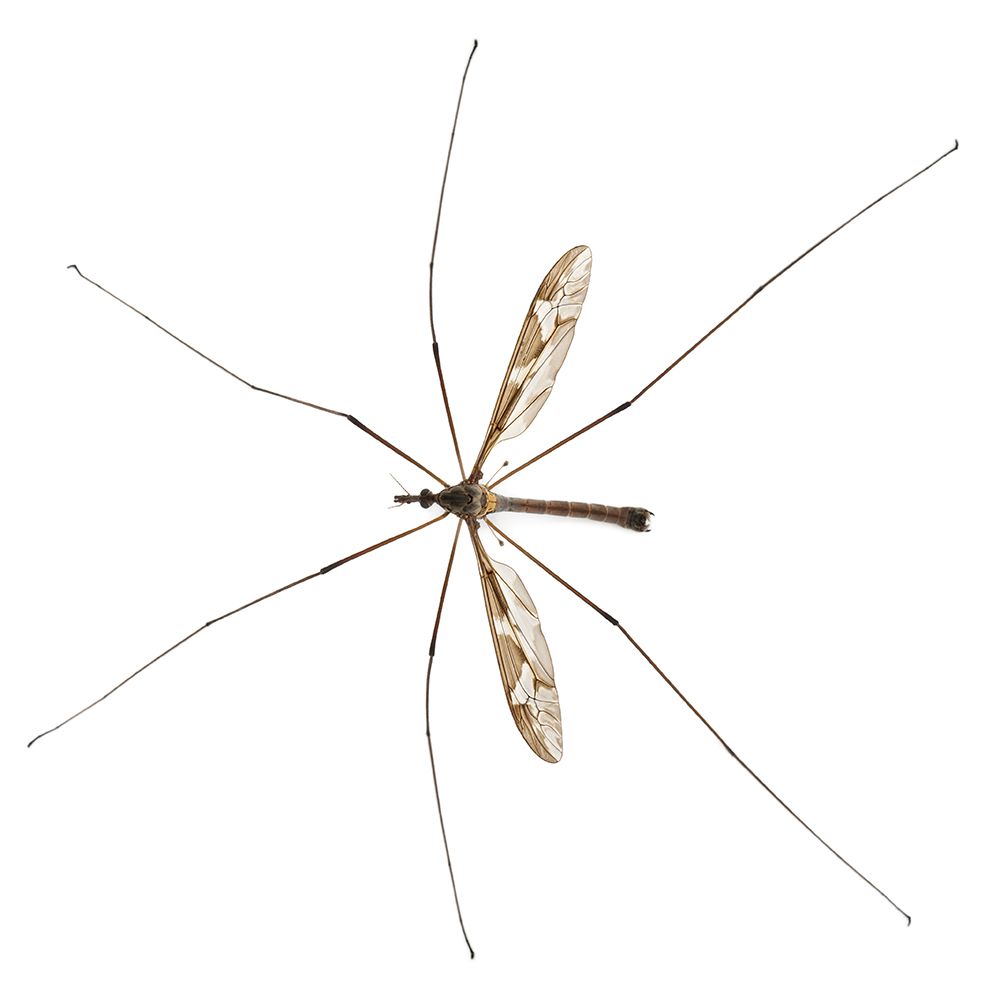 Get Rid of Daddy Long Leg Spiders in Your Home